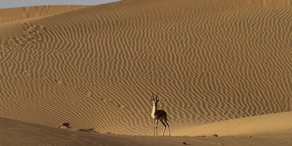 DESERT NATIONAL PARK