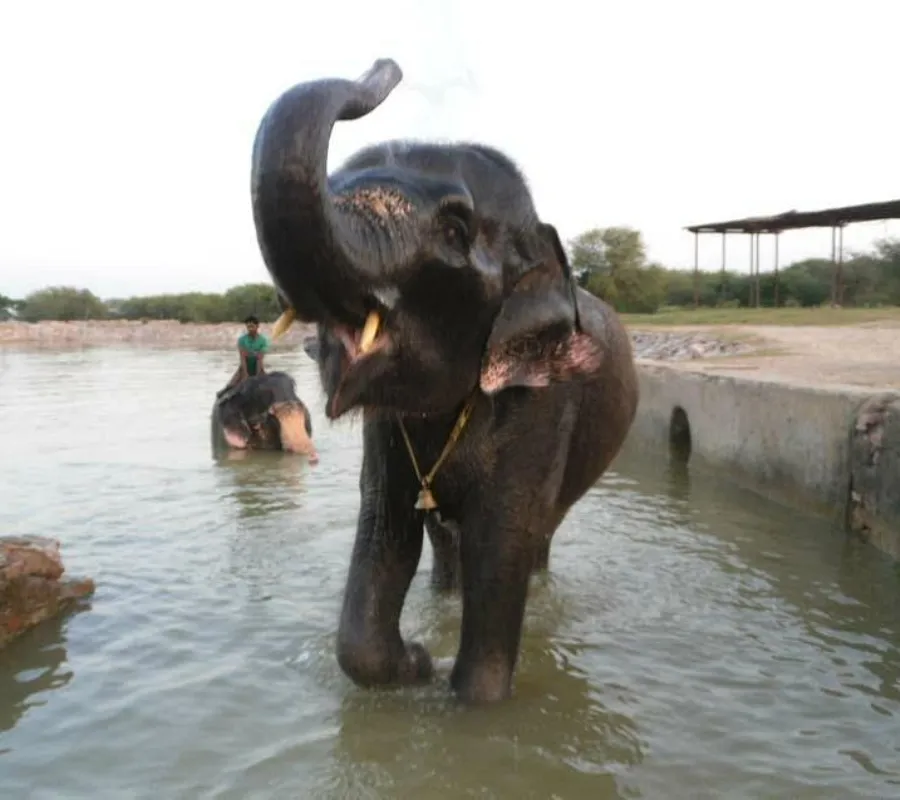 Elephent Tour Elephent Tour